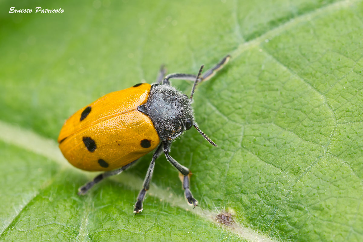 Lachnaia cf. italica